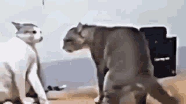 Fighting Cats GIF - Fighting Cats Crazy GIFs