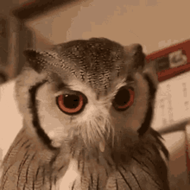Do It Again See What Happens GIF - Do It Again See What Happens Owl GIFs