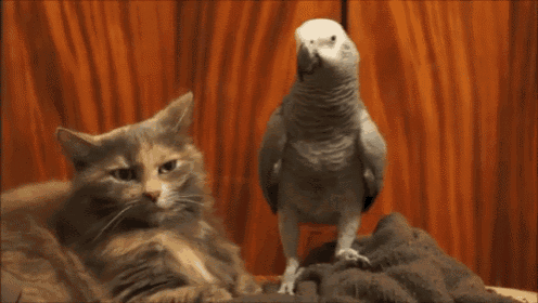 Keep Your Paws Off My Stuff, Ya Hear?! GIF - Parrot Cat Bother GIFs