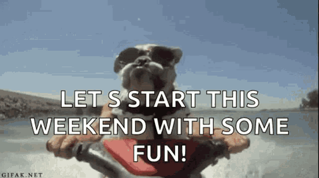 a dog wearing sunglasses is riding a jet ski .