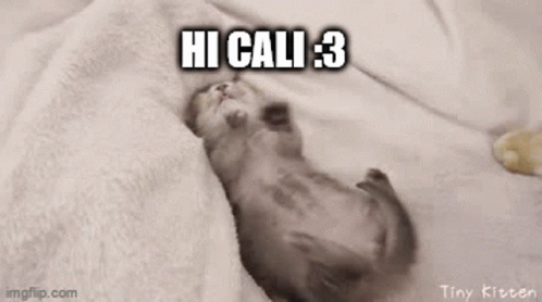 Caliska Cat GIF - Caliska Cat Cute GIFs