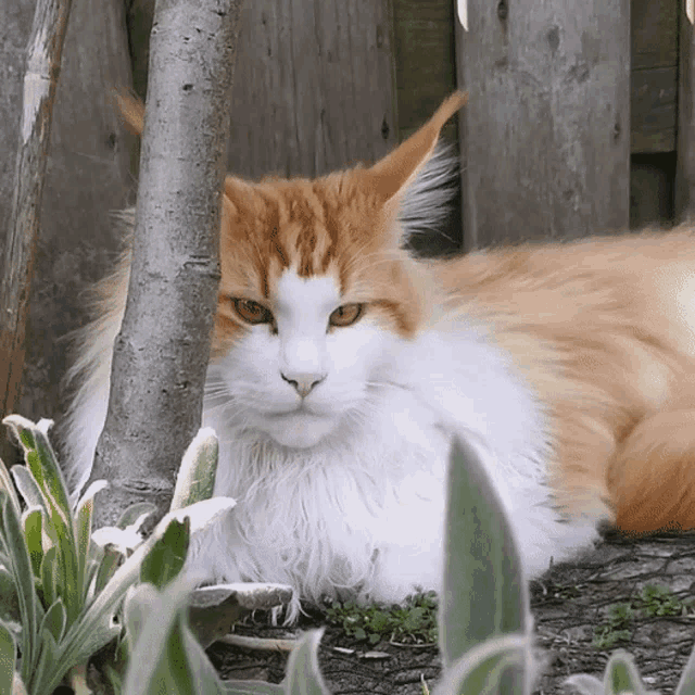 an orange and white cat laying under a tree looking at the camera