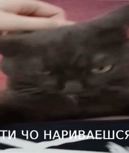 тичонариваешся GIF - тичонариваешся GIFs