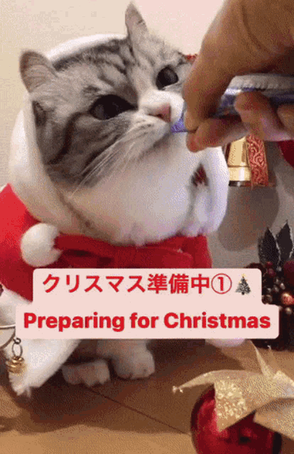 Komaru Cat GIF - Komaru Cat Christmas GIFs