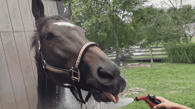 Horse Racehorse GIF - Horse Racehorse Bath GIFs