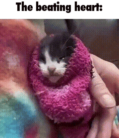 a black and white cat is wrapped in a pink scarf .