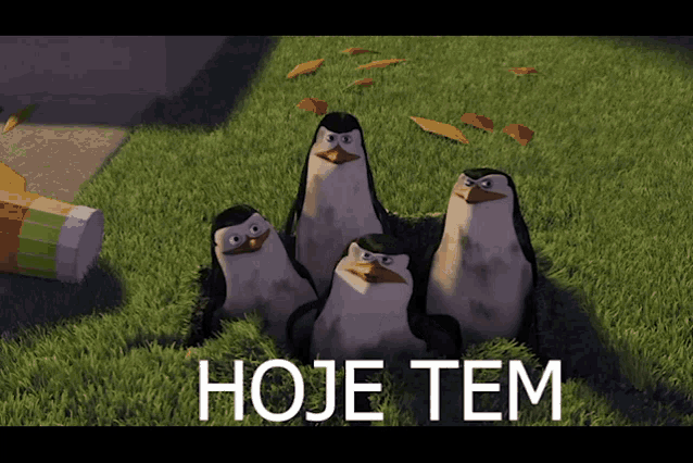 a group of penguins sitting in the grass with the words hoje tem written on the bottom