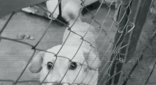 a dog is behind a chain link fence and looking through it