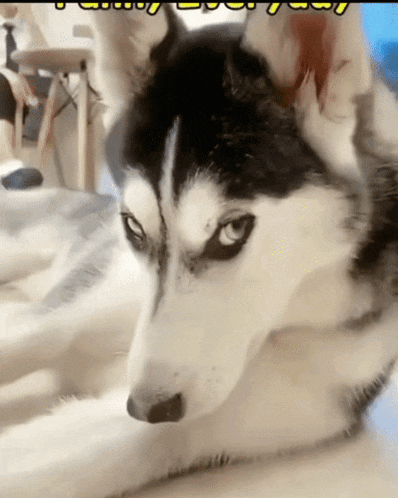 a husky dog is laying down and looking at the camera with a yellow sign above it that says ' lucky '
