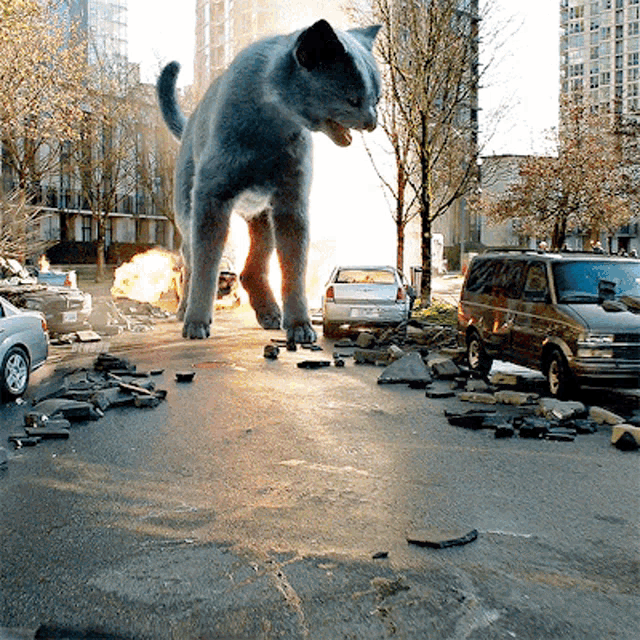 a giant cat is standing on a city street