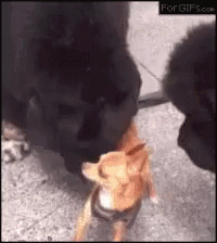 Dog Animals GIF
