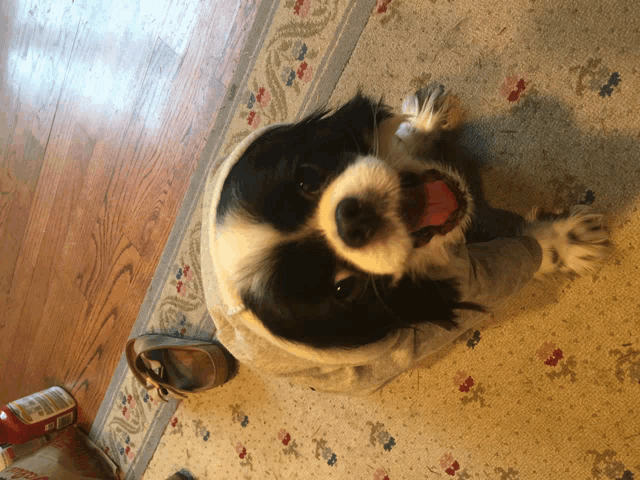 a small black and white dog wearing a hoodie is laying on a rug