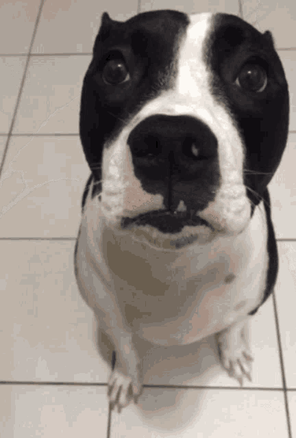 a black and white dog sitting on a tiled floor looking up