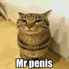 a cat is standing next to a wall and looking at the camera with the words `` mr penis '' written on it .