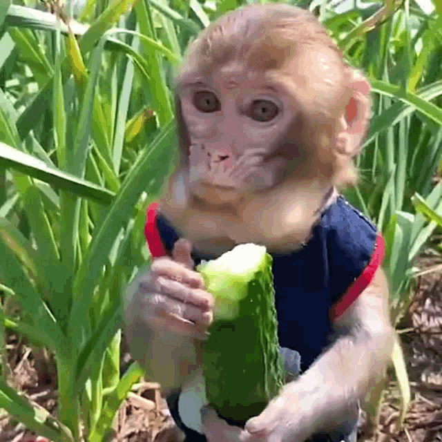 a monkey is eating a cucumber in a field of tall grass