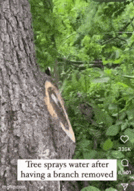 a tree sprays water after having a branch removed