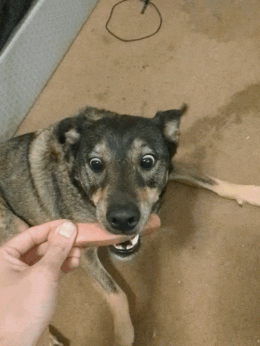 a person is holding a stick in front of a dog that is looking at the camera