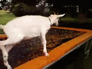 And Twirl! GIF - Goat Spin Trampoline GIFs