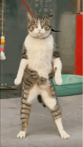 Mus8029 Cat Dance GIF - Mus8029 Cat Dance Cat GIFs