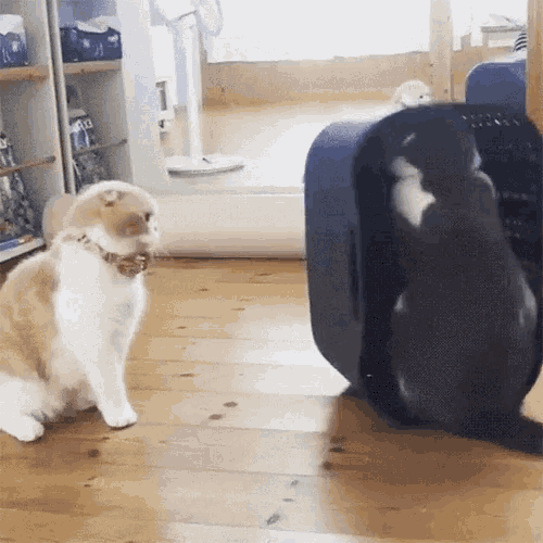 2cats Playing GIF - 2cats Playing GIFs
