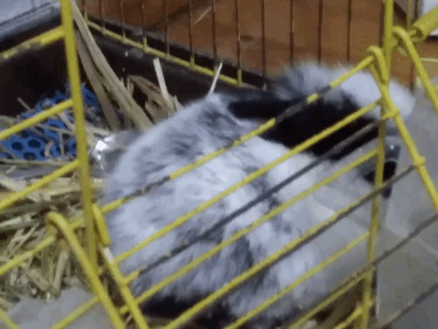 a black and white rabbit in a yellow cage with hay