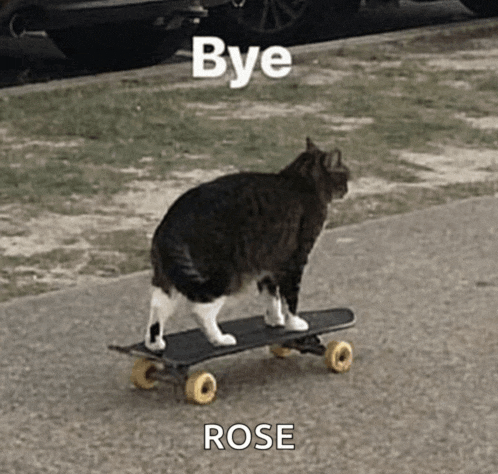 a cat is riding a skateboard that says bye rose on it