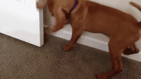 a brown dog with a purple collar is standing on the floor next to a door .
