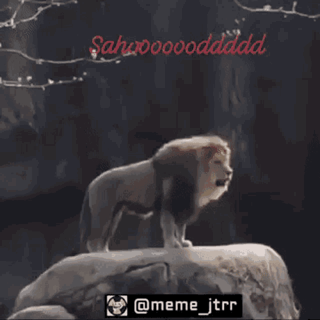 Sahod Lion GIF - Sahod Lion Growl GIFs