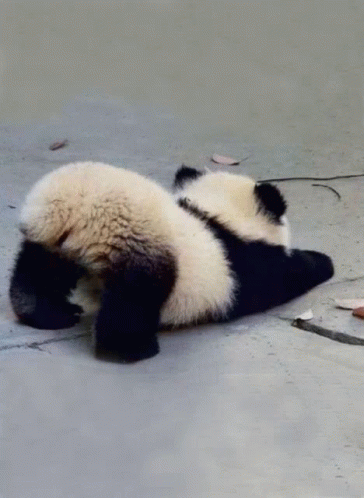 Panda Ass GIF - Panda Ass GIFs