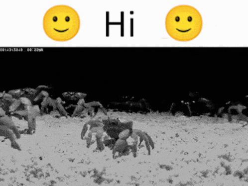 Hi Crab GIF - Hi Crab Hello GIFs