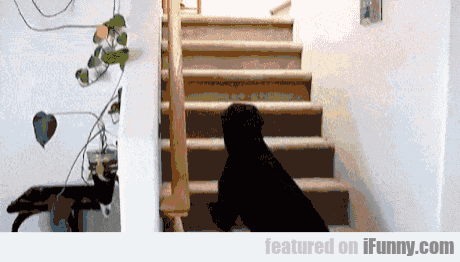 a picture of a dog walking down a set of stairs featured on ifunny.com