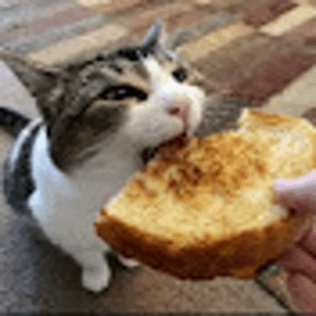 a cat is eating a slice of bread .