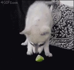 Dog Eat GIF - Dog Eat Lime GIFs