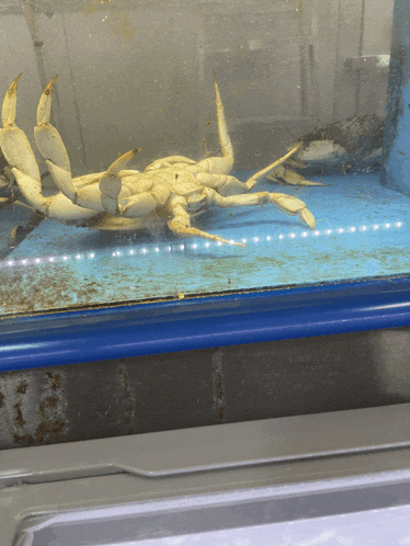a crab is laying on its back in a glass container