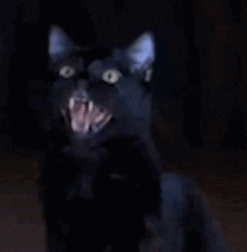 Spooktober Cat GIF - Spooktober Cat Black Cat GIFs
