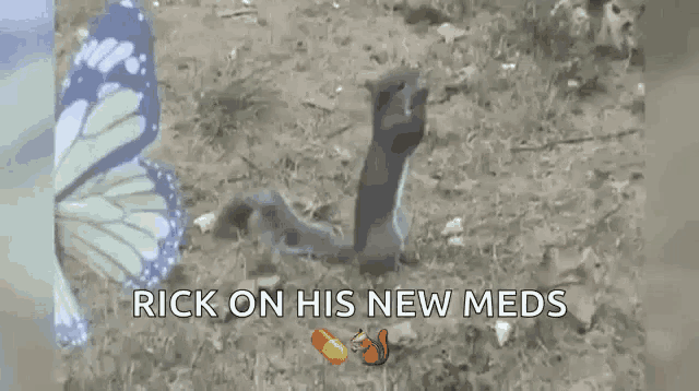 a picture of a snake and a squirrel with the words rick on his new meds