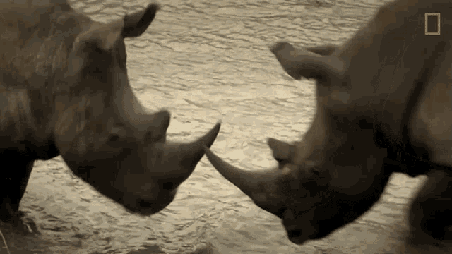 two rhinos are standing in the water and their horns are touching each other