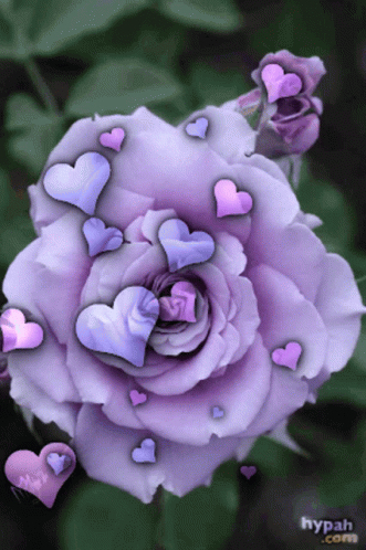 Purple Flower GIF