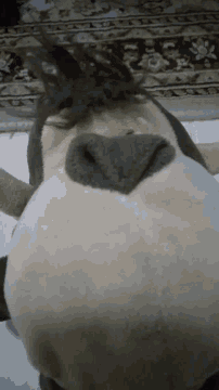 a stuffed animal with a black nose is laying on a white surface