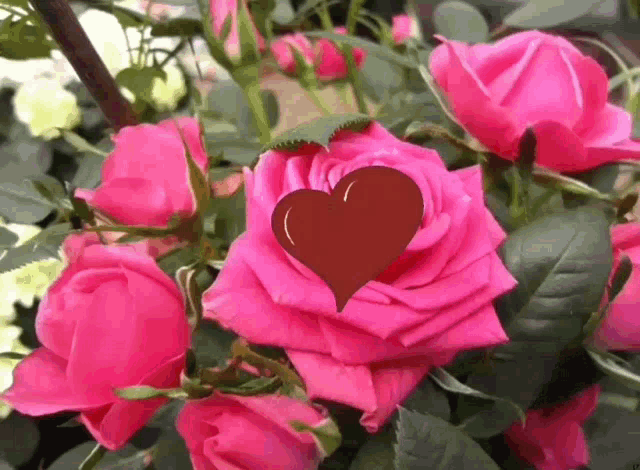 a pink rose with a heart in it