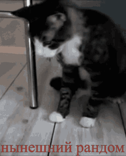 a cat is sitting under a chair with a foreign language written above it