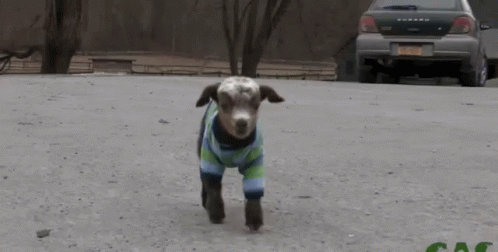 Baby Goat GIF - Baby Goat Curious Cute GIFs
