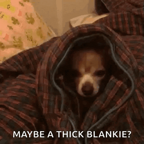 a small dog is wrapped in a plaid blanket and looking out from underneath it .