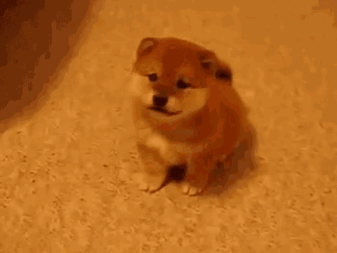 a small brown puppy is sitting on a carpet with its tongue out .