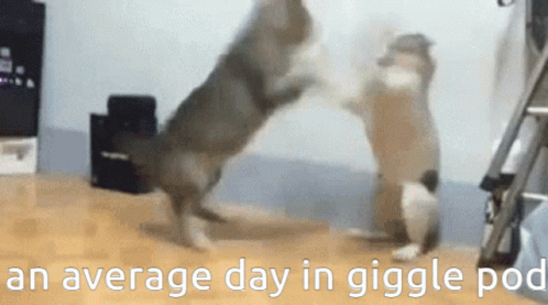 Giggle Pod Fighting GIF - Giggle Pod Fighting Cats GIFs
