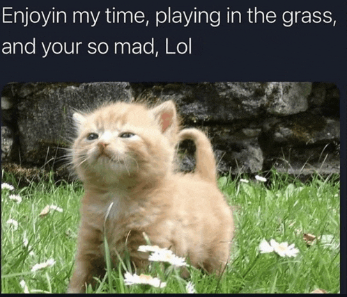 a picture of a kitten in the grass with a caption that says " enjoyin my time playing in the grass and your so mad lol "