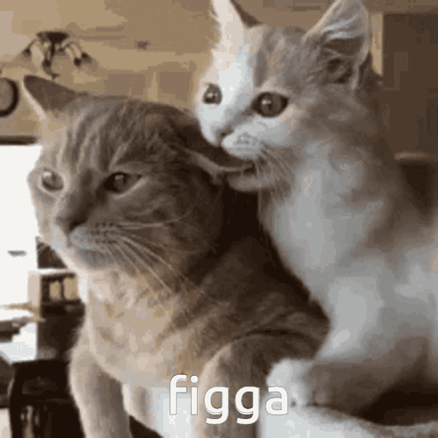 Hogar Cat GIF - Hogar Cat Sonar GIFs