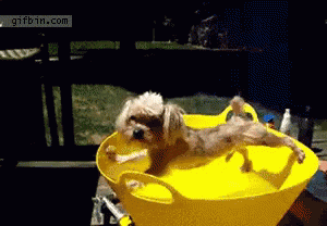 Shower Pool GIF - Shower Pool Dog GIFs