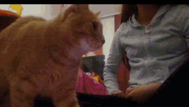 a cat standing next to a woman in a blue sweatshirt