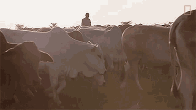 Herding The Cows Meet The Heroes Who Protect The Last Northern White Rhinos In The World GIF - Herding The Cows Meet The Heroes Who Protect The Last Northern White Rhinos In The World World Rhino Day GIFs